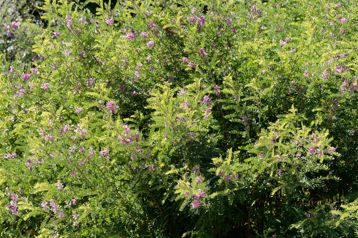 The indigo plant grows best in a warm, sunny location.