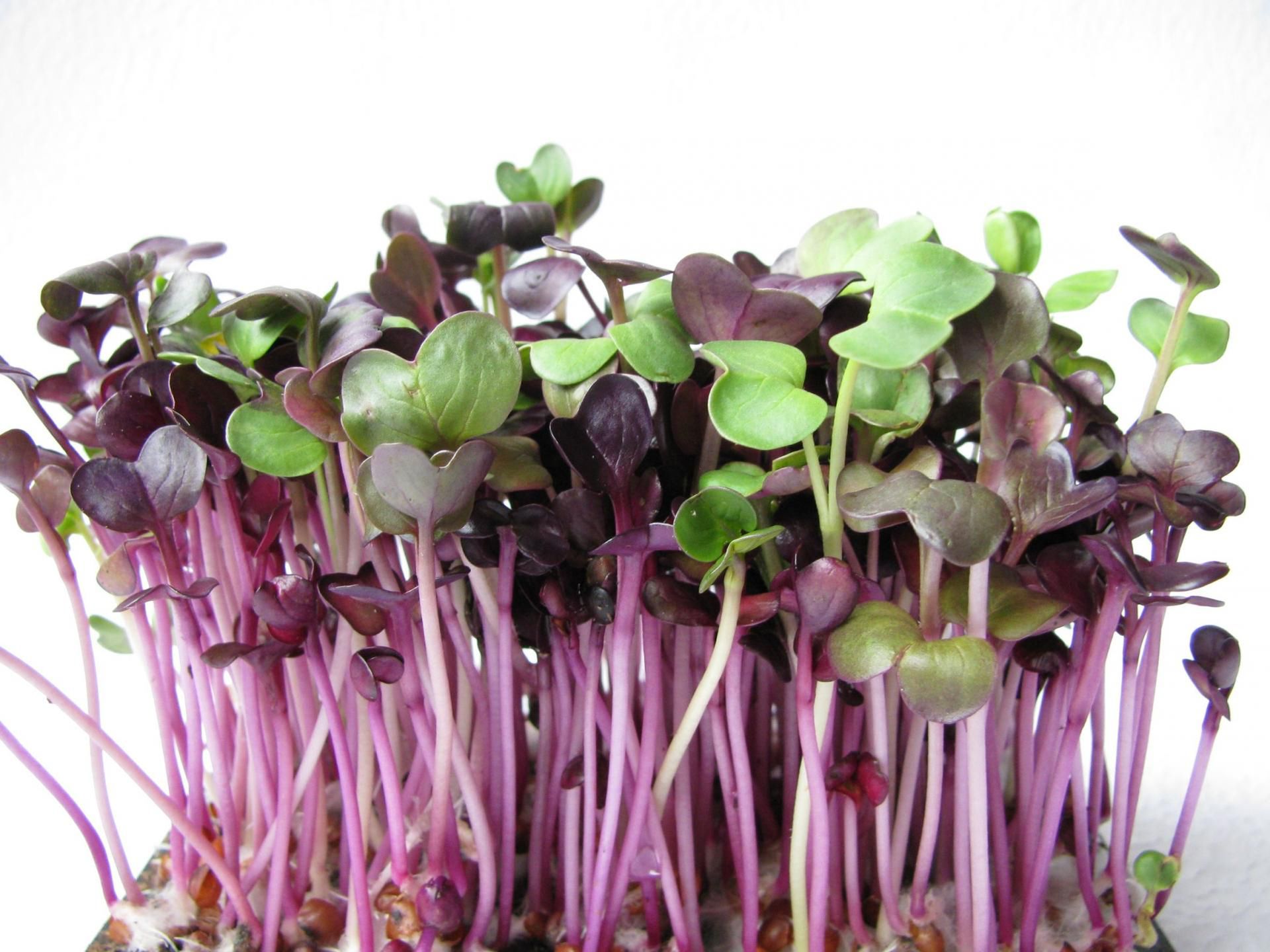 Kiełki rzodkiewki można samemu wyhodować w domu