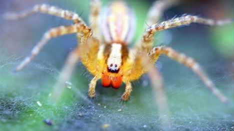 10 niezwykłych tajemnic zwierzęcych mózgów 1