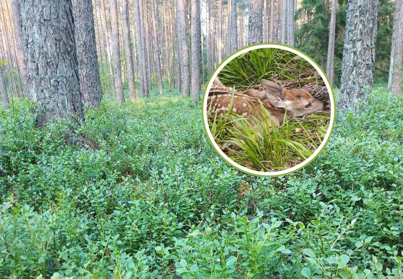 Dzikie dzieci w lesie nie są porzucone