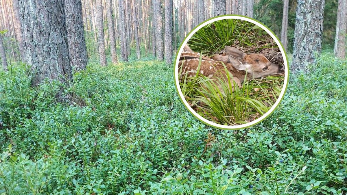 Dzikie dzieci w lesie nie są porzucone