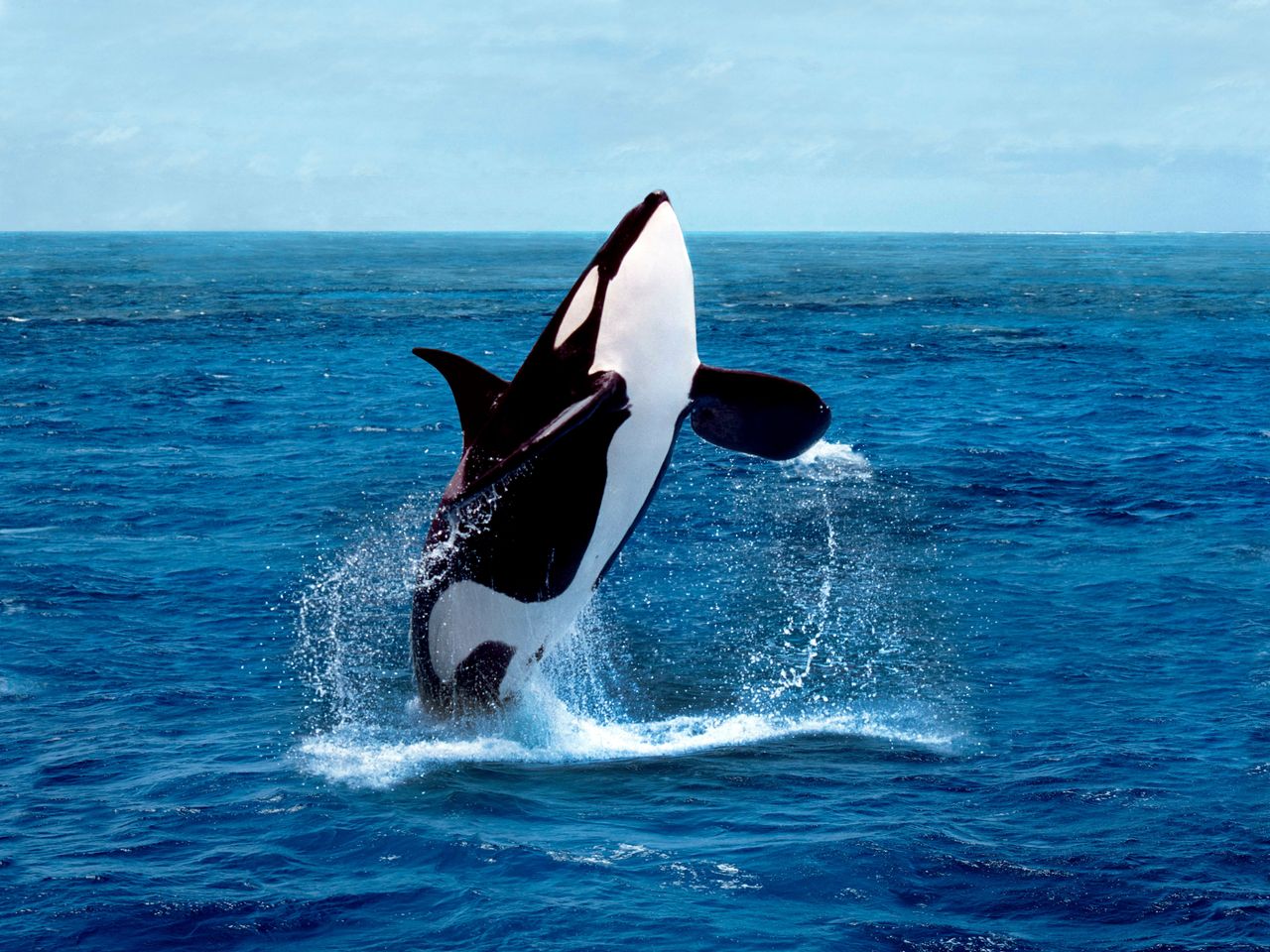 The killer whale is currently swimming in the bay off the coast of British Columbia.