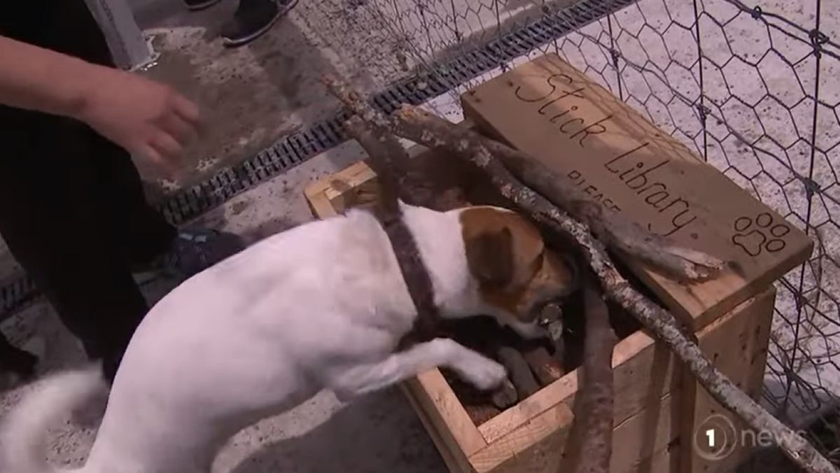 59-latek postanowił uprzyjemnić czworonogom z sąsiedztwa spacery. Otworzył dla nich wypożyczalnię patyków 