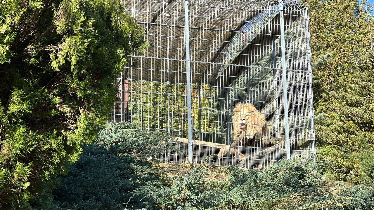 Czchów: Zarzuty dla mężczyzny trzymającego na posesji lwy i tygrysa