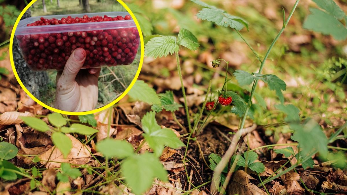 Leśnik pochwalił się zbiorami 