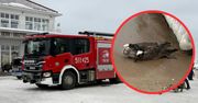 Sopot: Ponad 100 martwych ptaków na plaży. Miasto walczy z ptasią grypą