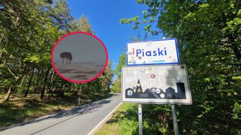To mógł być wilk. Pies nie przeżył ataku