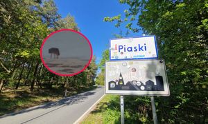 To mógł być wilk. Pies nie przeżył ataku