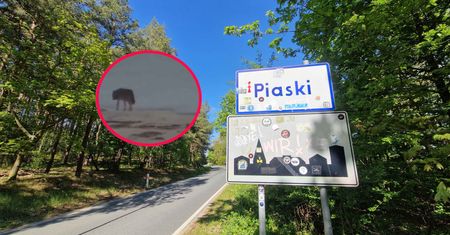 To mógł być wilk. Pies nie przeżył ataku
