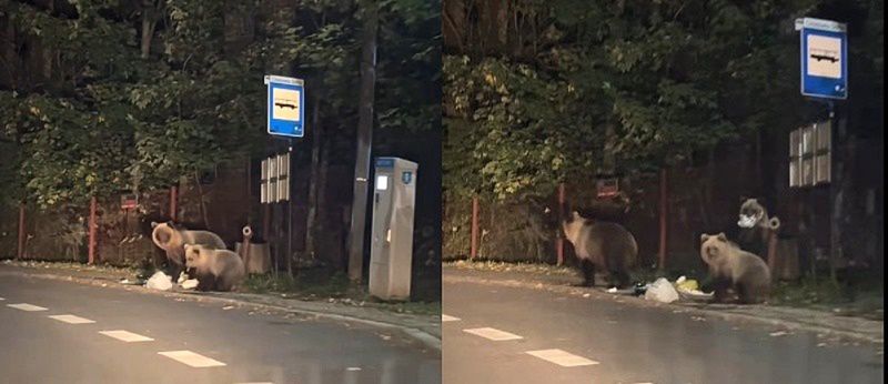 Niedźwiedzie coraz bliżej domów. TPN: Jeśli znajdą jedzenie, będą wracać