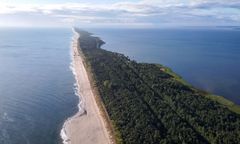 Chcą wyciąć ponad 600 drzew na Helu. Mieszkańcy protestują