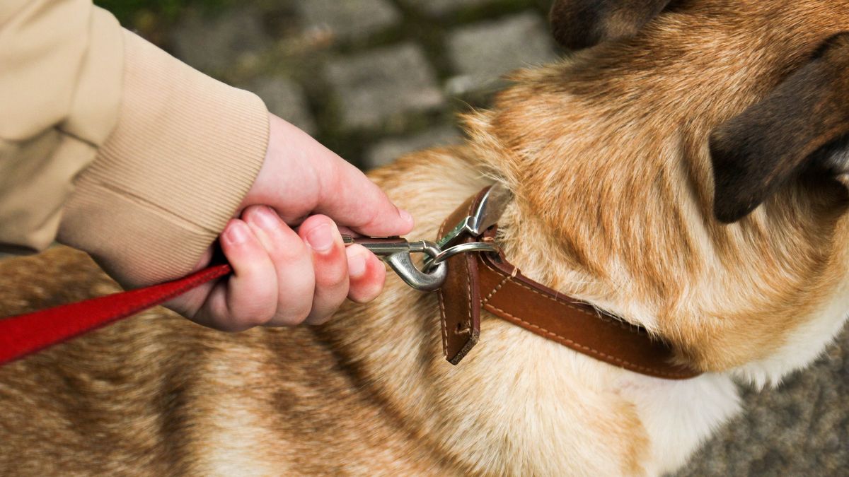 Numer telefonu mężczyzna znalazł na obroży jej psa. 