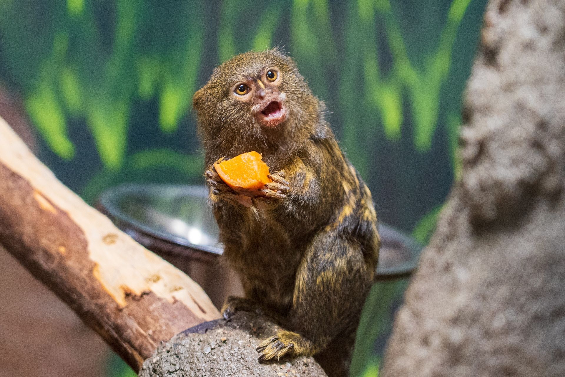 Pokazali zdjęcie z zoo. To najmniejsza małpka świata