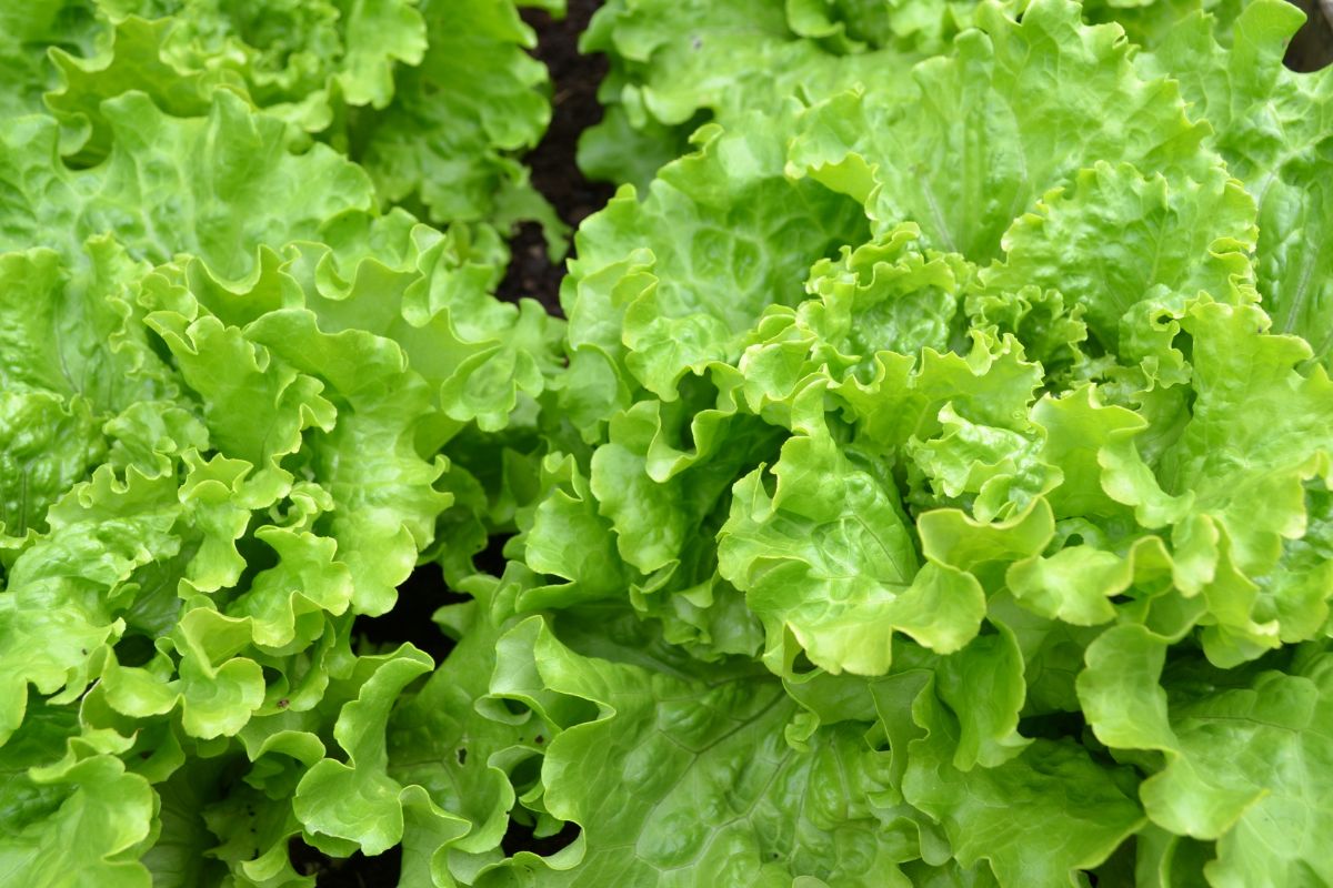 Salad with green sauce tastes completely different.