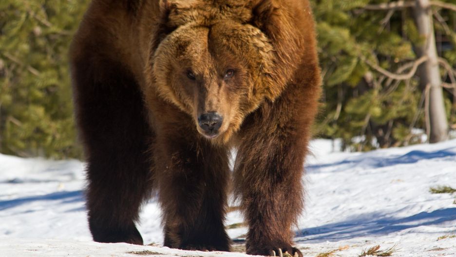 Niedźwiedź grizzly (zdjęcie ilustracyjne) 