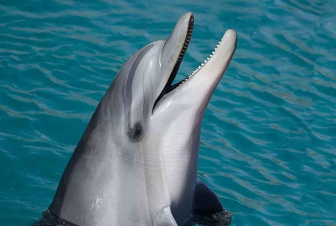 Delfin