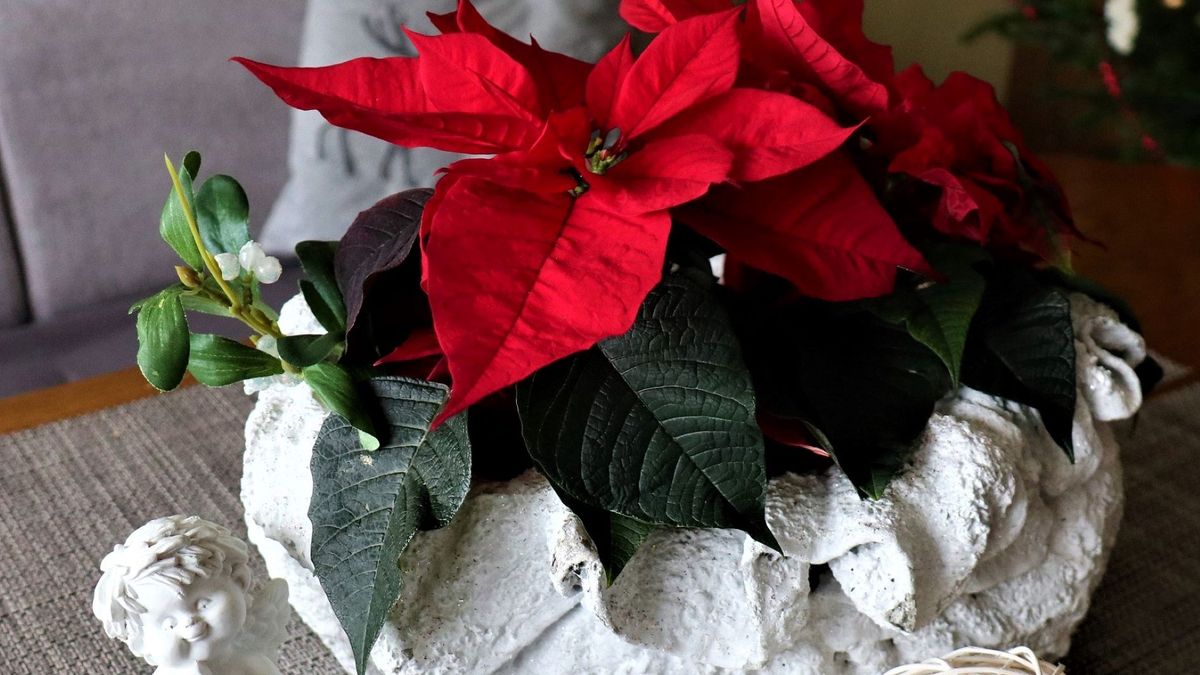 Jak zadbać o gwiazdę betlejemską?