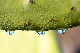Właściwości wody z kaktusa. 6 powodów, dla których warto ją pić