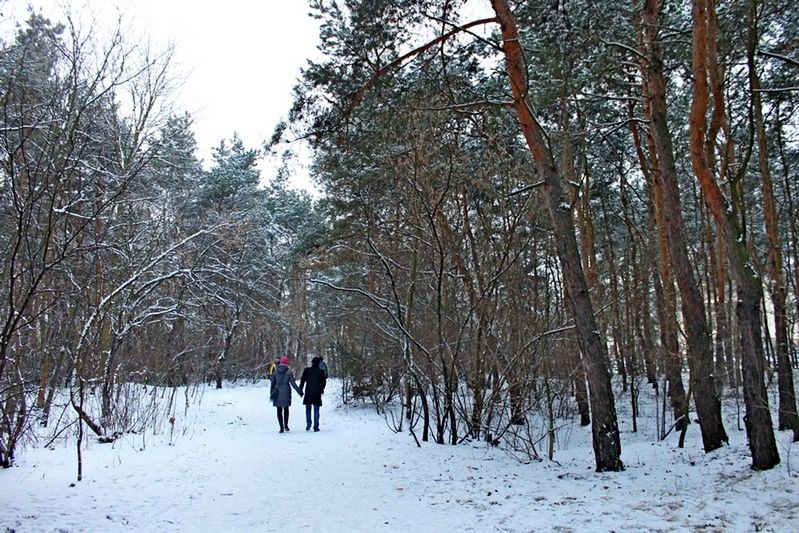 Lasek Bródnowski zimą (fotostory)