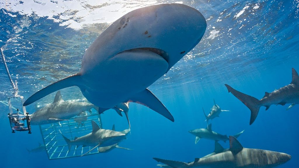 Atak rekina na Galapagos. Ofiarą 30-latka z Austrii