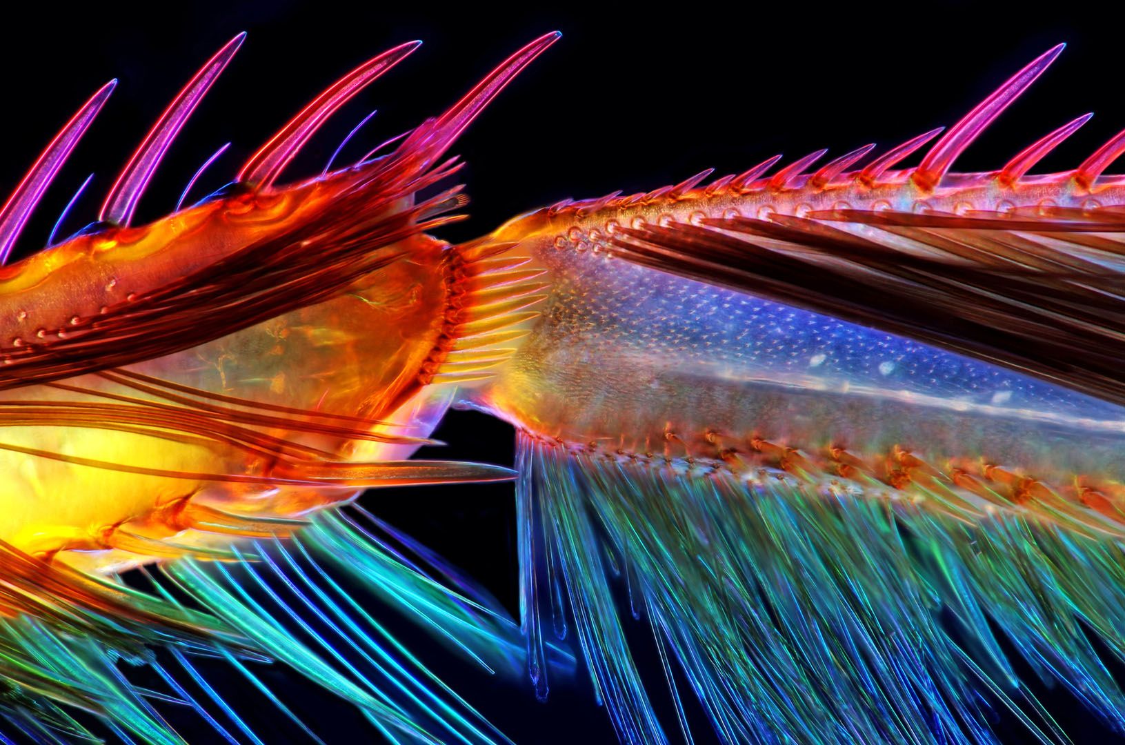 Wspaniały świat z bliska, czyli finaliści Nikon’s Small World 2016. Polacy wśród wyróżnionych 14