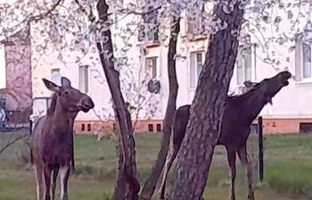 Łosie pojawiły się na osiedlu w Helu. Czy dostaną imiona?