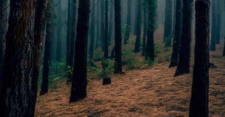 Karpacz. Kradzież drewna z lasu. Wpadli na gorącym uczynku