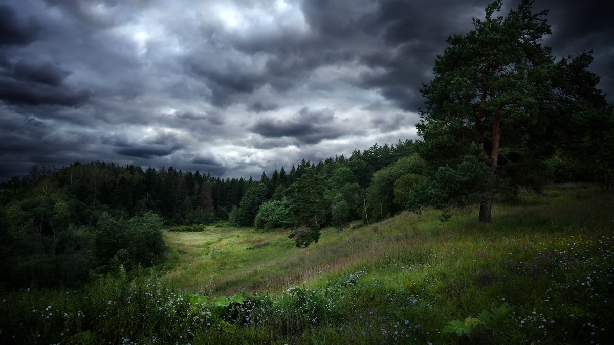 Burza w lesie może być niebezpieczna 