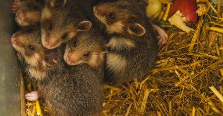 Cud narodzin we wrocławskim zoo. Na świat przyszło pięć maluszków. Są krytycznie zagrożone