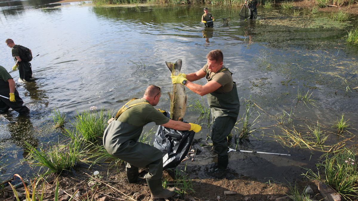 Słubice, 12.08.2022. Żołnierze i strażacy usuwają martwe ryby z Odry w okolicy Słubic, 12 bm. Do działań na lubuskim odcinku rzeki zostało skierowanych przez MON 150 żołnierzy WOT. Pływają oni wspólnie ze strażakami na łodziach czy pontonach i wybierają z rzeki truchło śniętych ryb. (sko) PAP/Lech Muszyński