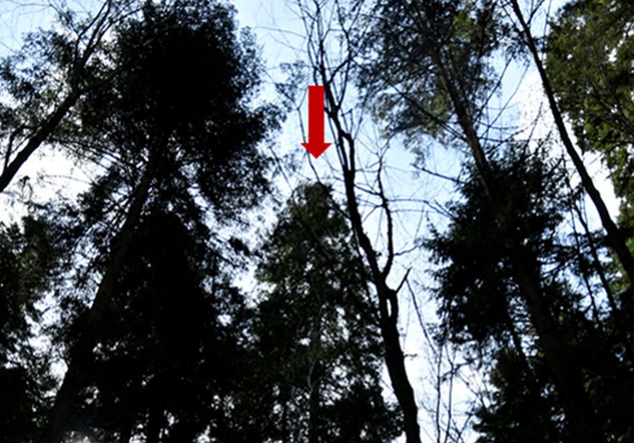 Jodła pospolita z Pienińskiego Parku Narodowego najwyższym rodzimym drzewem Polski