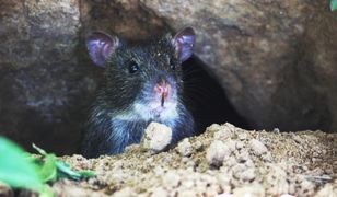 Plaga szczurów we Wrocławiu. "Boimy się korzystać z łazienki"