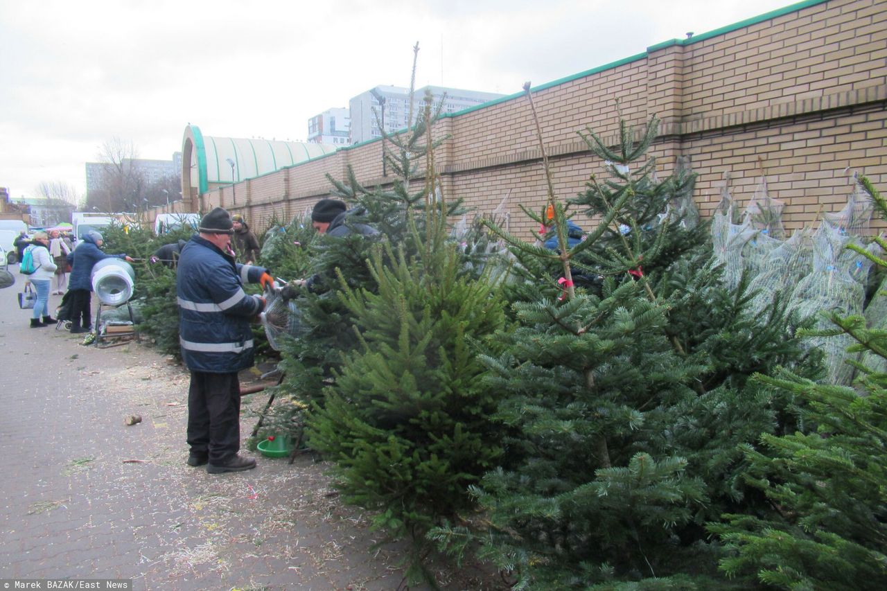 W święta złapiemy się za portfele. Tyle mogą kosztować choinki