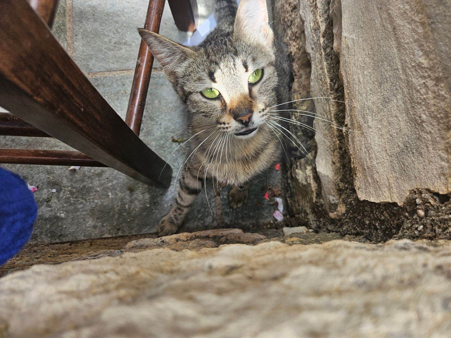 Koty w Spili (Kreta)