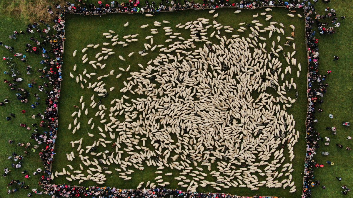 SZCZAWNICA, POLAND - OCTOBER 12: An aerial of sheep following their shepherds as they celebrate Redyk, marking the end of the sheep grazing season with locals in Szczawnica, Poland, on October 12, 2024. Every year in southern Poland, shepherds from the mountain region celebrate the end of the grazing season by descending from the mountains with their sheep, followed by folk celebrations in the villages. (Photo by Omar Marques/Anadolu via Getty Images)