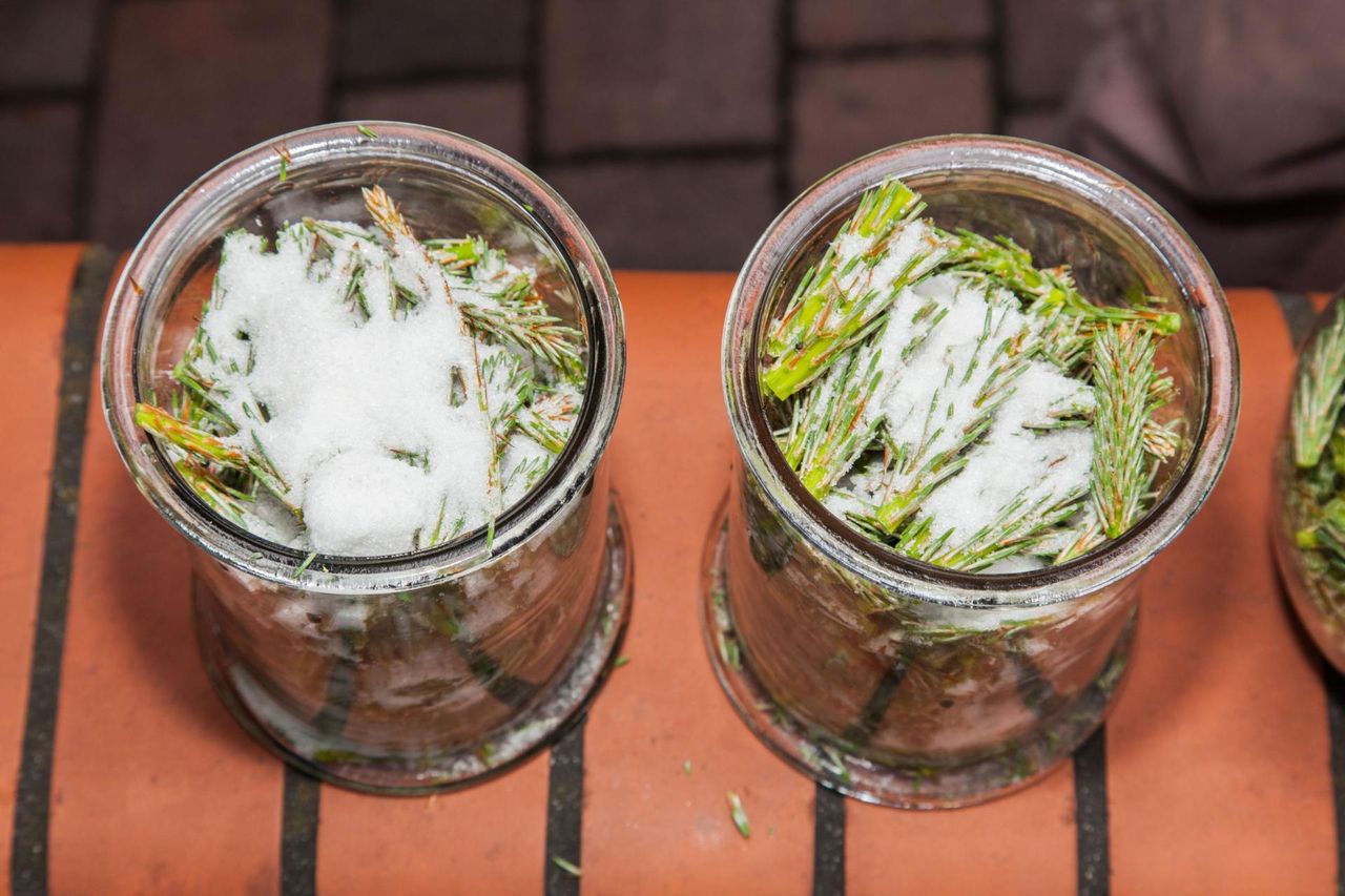 Syrop sosnowy - właściwości, przepis, nalewka z młodych pędów sosny