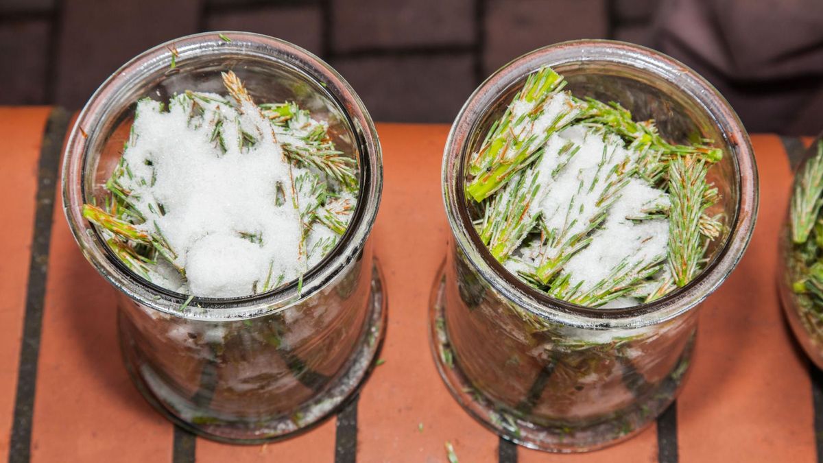 Syrop sosnowy możemy też stworzyć z zielonych pędów sosny