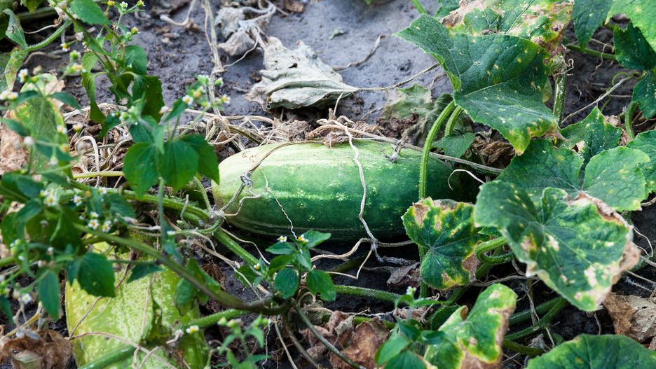 feuille, drzew, bory, jardin, zwierzak, kwiat, zaba, woda, gras, rolnictwa, naturalny, bluszcz, lato, narosl, dzungla, jary, mech, flora, swiezy, ogórek, ogórkowy, ogórki, warzywo, warzywa, warzywniak, ogród