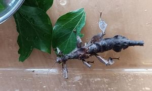 Zegar wskazał 11:15. Strażnicy ruszyli do lokalu. Tego się nie spodziewali