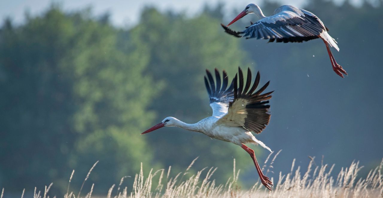 Kolejne przypadki śmierci bocianów. Co dzieje się w Niemczech?