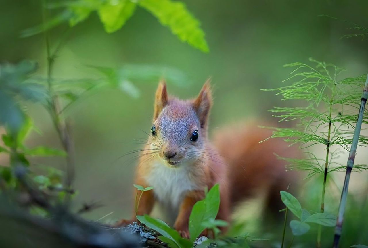 Fotografka uratowała malutkie wiewiórki. Odwdzięczyły się jej pozowaniem
