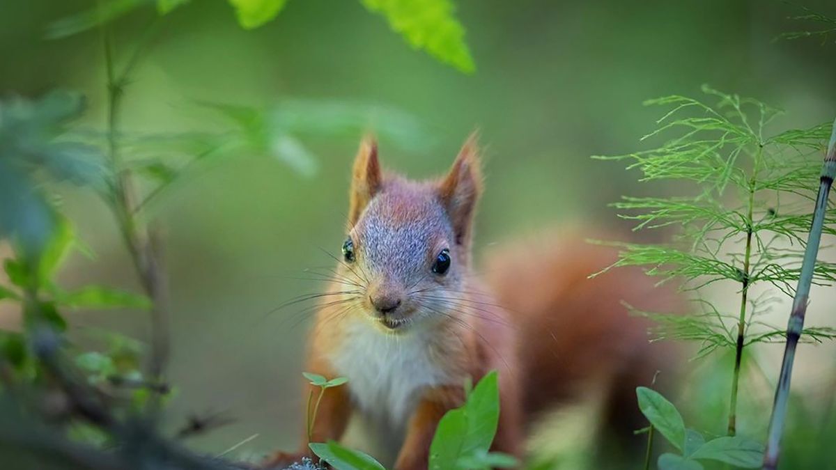 Fotografka uratowała malutkie wiewiórki. Odwdzięczyły się jej pozowaniem 1