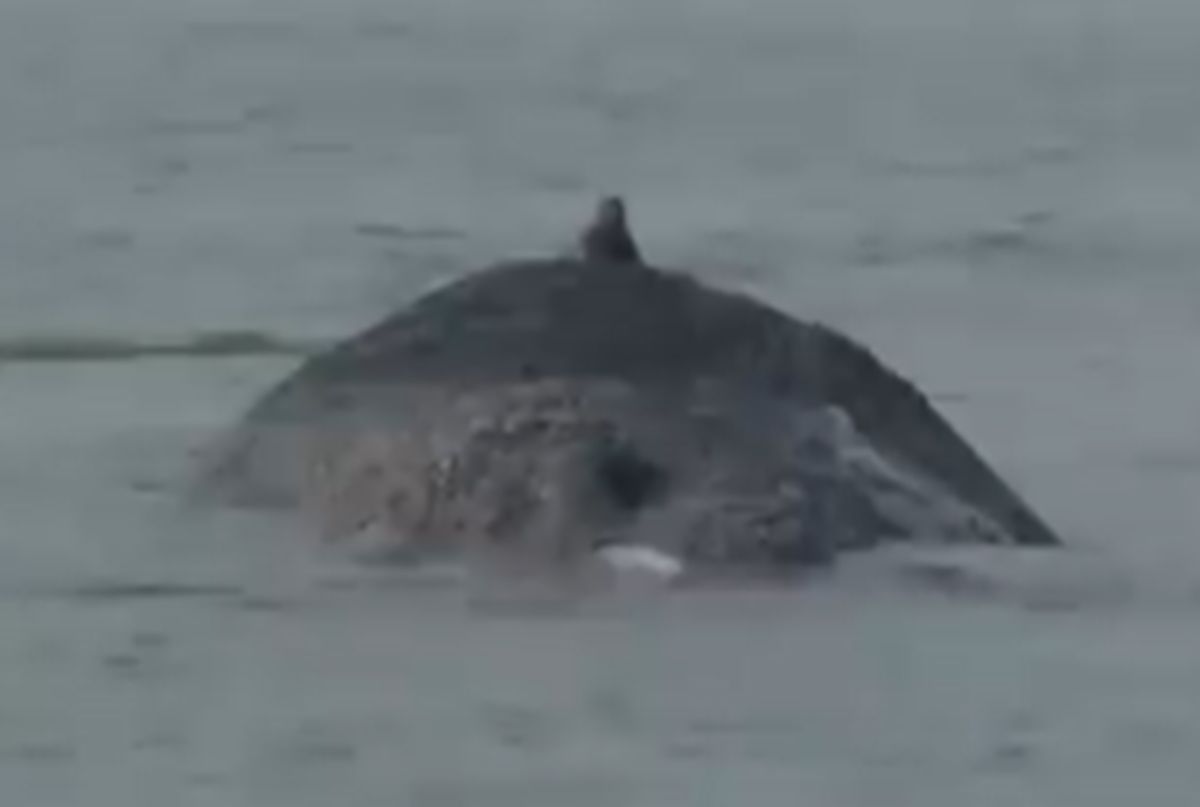 Niemcy nie dają rady. Wieloryb utknął na Bałtyku