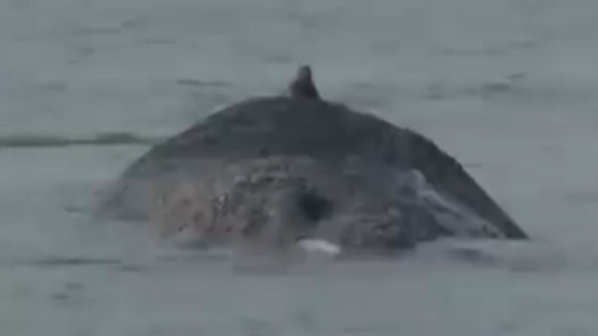 Wieloryb zauważony w Niemczech na Bałtyku.