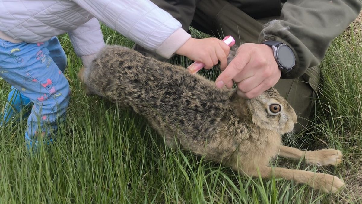 Myśliwi wraz z rodzinami wypuścili na wolność 12 zajęcy 