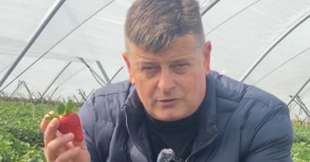 Sadownik o polskich truskawkach. "Dobry i smaczny owoc musi kosztować"
