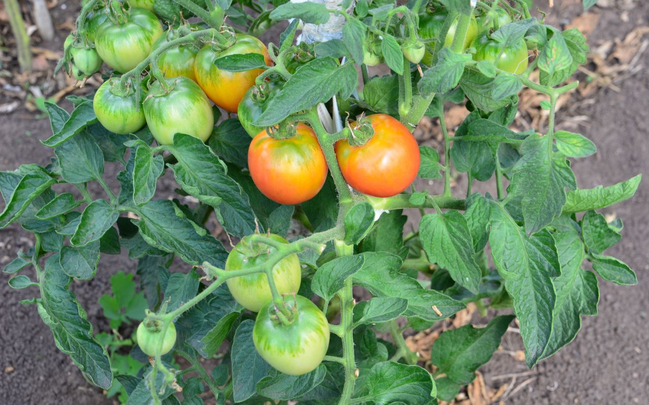 Effektive Tomatenernte: Tipps für reiche Erträge aus dem Garten
