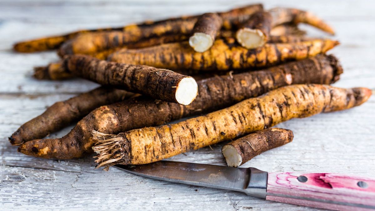 Skorzonera jest cennym źródłem witamin i minerałów