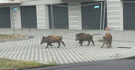 Dziki w Płocku. Trzy zwierzęta spacerowały ulicą Zbożową
