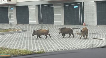 Dziki w Płocku. Trzy zwierzęta spacerowały ulicą Zbożową
